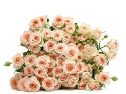 Роза куст-Rosa sp-Rosanella-62cm-TB 17f6e12b-9d69-11f0-0a80-0d170000ea05
