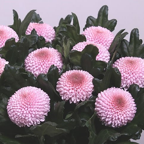 Хризантема одн-Chrysant Gr-Momoko-70cm-85gr 17f92606-bfa6-11ec-0a80-0b4c00087d44