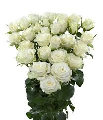 Роза куст-Rosa sp-Wedding Party-62cm-TB 17fc81f8-9d69-11f0-0a80-0d170000ea0b