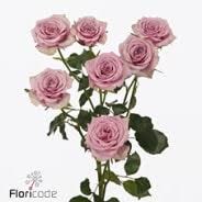 Роза куст-Rosa sp-Leila-52cm-TB 1804bd63-9d69-11f0-0a80-0d170000ea14