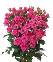 Роза куст-Rosa sp-Tessa-52cm-TB 180dc011-9d69-11f0-0a80-0d170000ea20