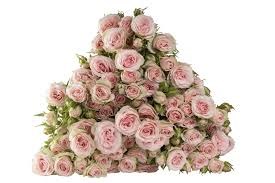 Роза куст-Rosa sp-Sweet Blossom-52cm-TB 1812b2e7-9d69-11f0-0a80-0d170000ea26