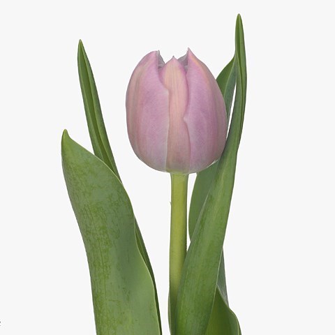 Тюльпан-Tulip-Du Katinka-36cm-40gr 18151812-63e5-11ed-0a80-048c003b545a