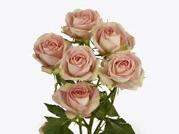 Роза куст-Rosa sp-Azore-52cm-TB 181890bf-9d69-11f0-0a80-0d170000ea2c
