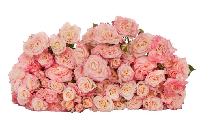 Роза куст-Rosa sp-Reflex-52cm-TB 1826950b-9d69-11f0-0a80-0d170000ea3b