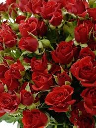 Роза куст-Rosa sp-Dominica-52cm-TB 18346d66-9d69-11f0-0a80-0d170000ea4a