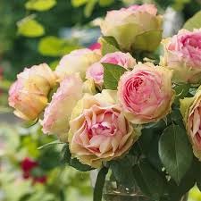 Роза куст-Rosa sp-Jalita-52cm-TB 18377dc4-9d69-11f0-0a80-0d170000ea4d