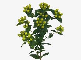 Хиперикум-Hypericum-Green Revival-52cm-TB 183ff58b-9d69-11f0-0a80-0d170000ea56