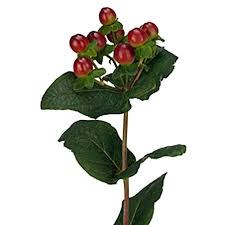 Хиперикум-Hypericum-Magical Seasons-52cm-TB 1842ac84-9d69-11f0-0a80-0d170000ea59