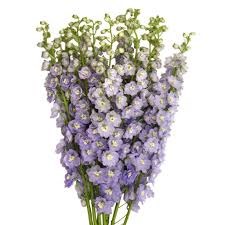 Дельфиниум-Delphinium-Triton Lavender-82cm-TB 1868faf5-9d69-11f0-0a80-0d170000ea7d