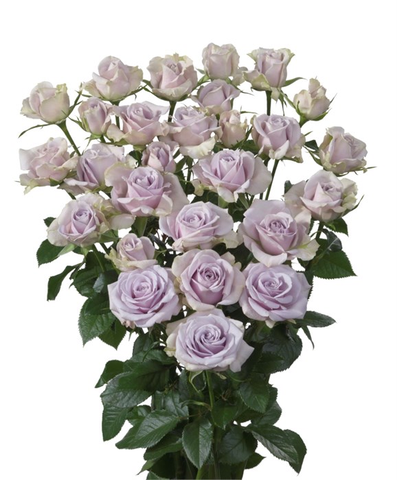 Роза куст-Rosa sp-Silver Shadow-60cm-Ks 1876fdb9-e538-11ed-0a80-0b3d0001a54e