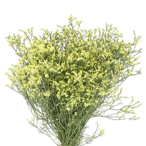 Лимониум-Limonium-China Summer-62cm-TB 1879ea94-9d69-11f0-0a80-0d170000ea89