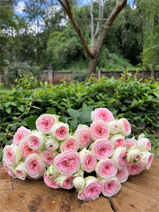 Роза куст-Rosa sp-Zoroastra-50cm-RS 18811fb1-f63e-11ed-0a80-0d86000e7225