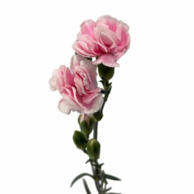 Гвоздика куст-Dianthus Sp-Cosmo Pink-62-TB 188d832f-9d69-11f0-0a80-0d170000ea98
