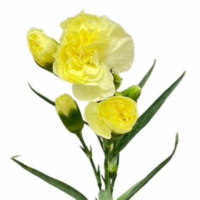 Гвоздика куст-Dianthus Sp-Pastis-62-TB 18936af1-9d69-11f0-0a80-0d170000ea9e