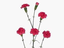 Гвоздика куст-Dianthus Sp-Cerise Amelia-62-TB 189a4af9-9d69-11f0-0a80-0d170000eaa7