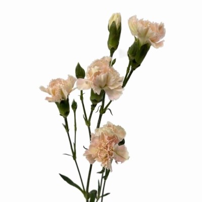 Гвоздика куст-Dianthus Sp-Lucia-62-TB 189ea1aa-9d69-11f0-0a80-0d170000eaad