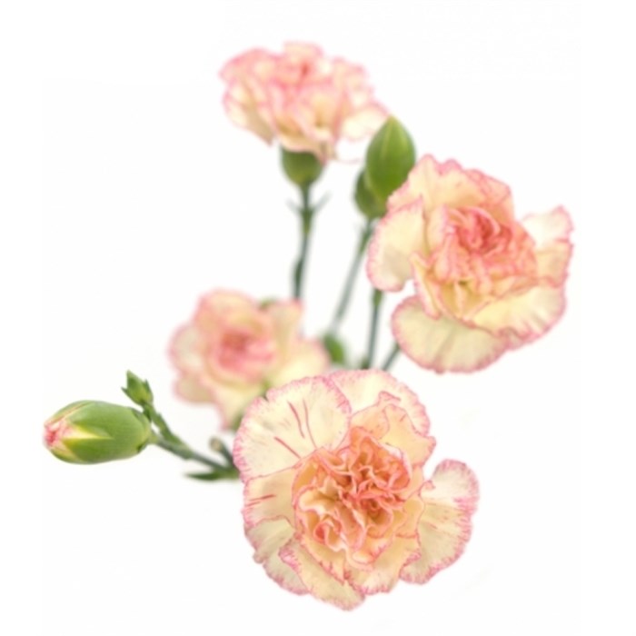 Гвоздика куст-Dianthus Sp-Fancy Amelia-62-TB 18a3513d-9d69-11f0-0a80-0d170000eab3