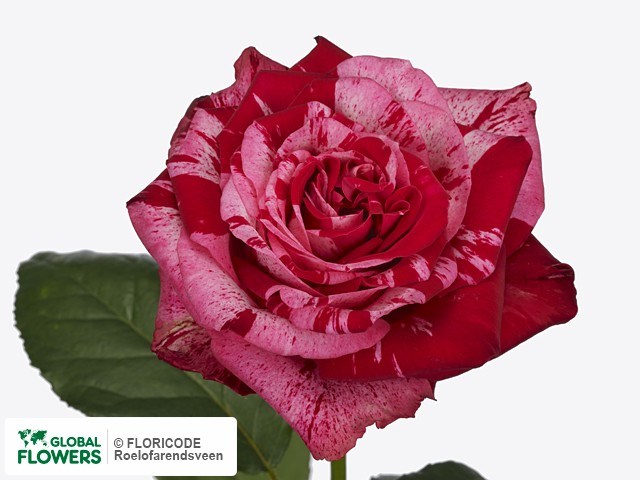 Роза куст-Rosa sp-Frou Frou-60cm-RS 18a7b976-7c69-11ed-0a80-04b2000e93fe