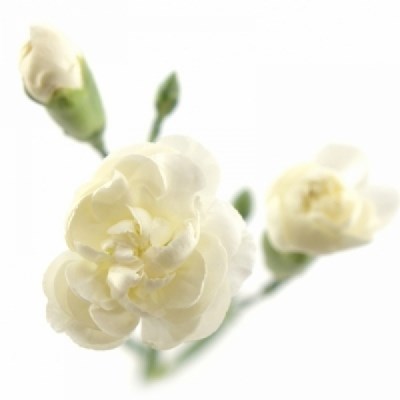 Гвоздика куст-Dianthus Sp-Marfil-62-TB 18a7e2ba-9d69-11f0-0a80-0d170000eab9