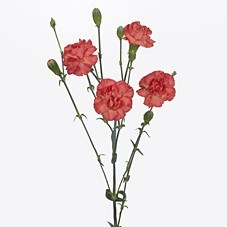 Гвоздика куст-Dianthus Sp-Beta-62-TB 18aa1dd0-9d69-11f0-0a80-0d170000eabc
