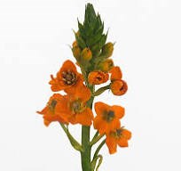 Орнитогалум-Ornithogalum-Sunray-50cm-/So 18ab8977-e7af-11ef-0a80-08230031def2