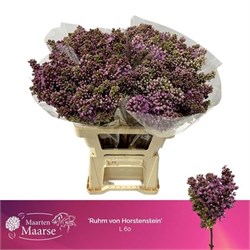 Сирень-Syringia-V R V Horstenst-60cm 7aa9618e-bfa5-11ec-0a80-0b4c0007f3ab