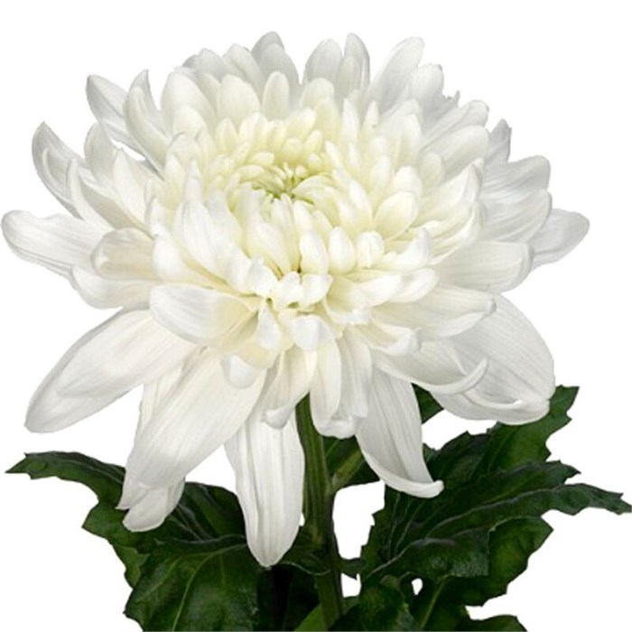 Хризантема одн-Chrysant Gr-Antonov-70cm-110gr 01d5327e-bfa6-11ec-0a80-0b4c0008667b
