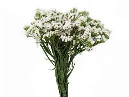 Статица-Statice-Sinzii White-52cm-TB 18bd139a-9d69-11f0-0a80-0d170000ead4