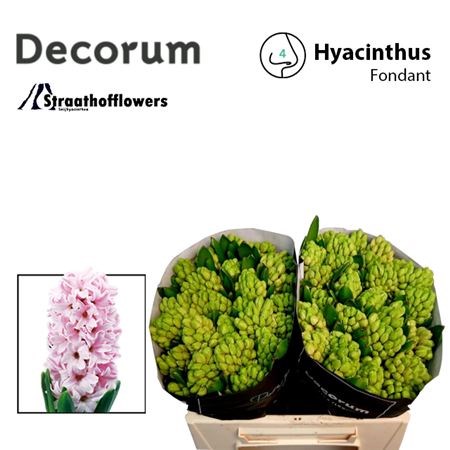 Гиацинт-Hyacinthus-Fondant-30cm 2e1b33e2-bfa4-11ec-0a80-0b4c0006b419