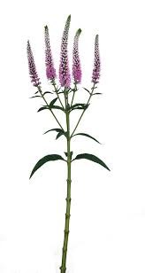 Вероника-Veronica-Skyler Plash Pink-52cm-TB 18c1ad8f-9d69-11f0-0a80-0d170000eada