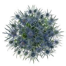 Эрингиум-Eryngium-Blue Lagoon-52cm-TB 18c45f05-9d69-11f0-0a80-0d170000eadd