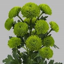 Хризантема-Chrysant-Peptalk-62cm-TB 18c7268a-9d69-11f0-0a80-0d170000eae0