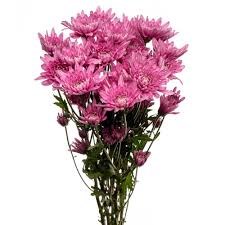 Хризантема-Chrysant-Veronica-62cm-TB 18cc6f77-9d69-11f0-0a80-0d170000eae6