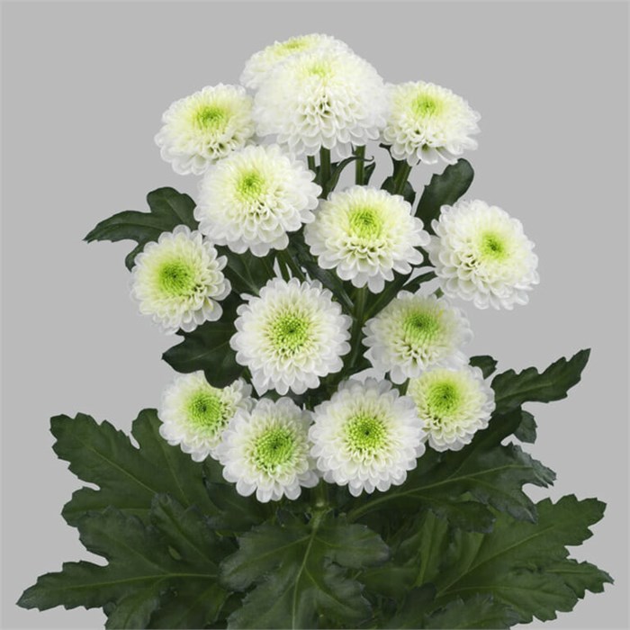 Хризантема-Chrysant-Poppy-62cm-TB 18d35eec-9d69-11f0-0a80-0d170000eaef