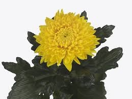 Хризантема-Chrysant-Letto-62cm-TB 18d7b00c-9d69-11f0-0a80-0d170000eaf5