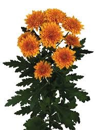 Хризантема-Chrysant-Pumba-62cm-TB 18d9cbbd-9d69-11f0-0a80-0d170000eaf8