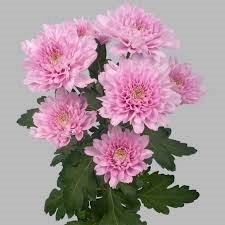 Хризантема-Chrysant-Kalimba-62cm-TB 18e3028a-9d69-11f0-0a80-0d170000eb04
