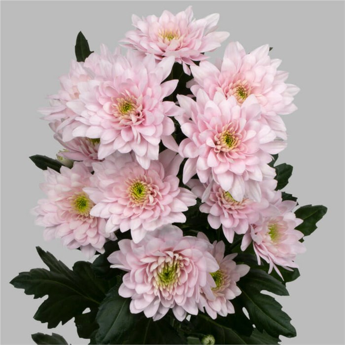 Хризантема-Chrysant-Pastella Pink-62cm-TB 18e5b664-9d69-11f0-0a80-0d170000eb07