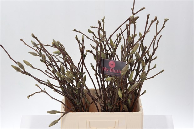 Магнолия-Magnolia-Grandiflora-60cm 2a01c854-c8be-11ee-0a80-150e00120228