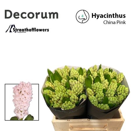 Гиацинт-Hyacinthus-China Pink-30cm 2b8627a8-bfa4-11ec-0a80-0b4c0006b0be