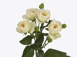 Роза куст-Rosa sp-Royal Park-52cm-TB 18f1d4b5-9d69-11f0-0a80-0d170000eb13