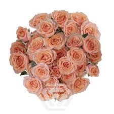 Роза куст-Rosa sp-Baby Rosever-50cm-VG 18f71309-7f26-11f0-0a80-16d30009b1bf