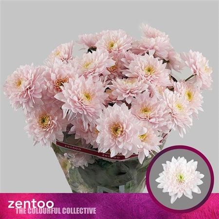 Хризантема куст-Chrysant Tr-Pastela Rose-70cm-100gr 4bed2b7f-4ae7-11f1-0a80-0dec00647a0c