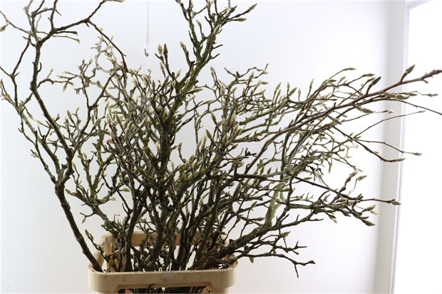 Магнолия-Magnolia-Grandiflora Grillig-130cm 50ff98d4-148d-11f1-0a80-1761003f6a11