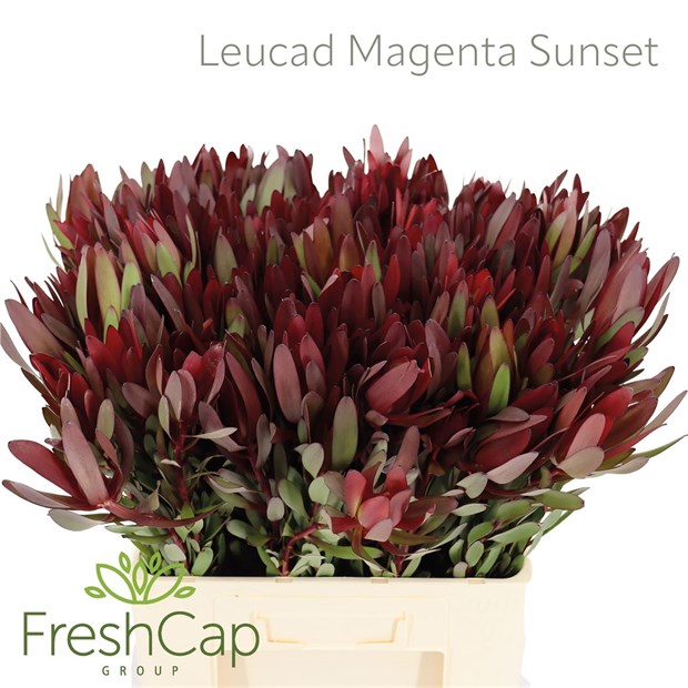 Леукадендрон-Leucadendron-Magenta Sunset 5128e79f-148d-11f1-0a80-1761003f6a34