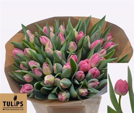 Тюльпан-Tulip-Du Brindisi-38cm-38gr 512f1c96-148d-11f1-0a80-1761003f6a3a