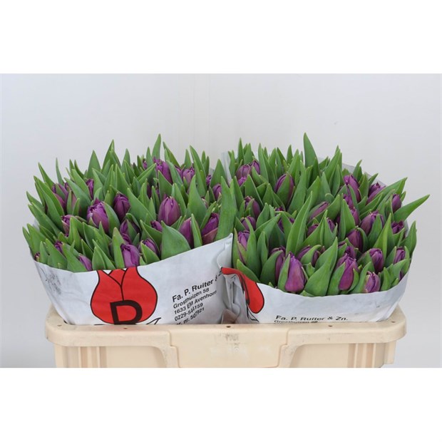 Тюльпан-Tulip-Du Saffiro Mio_purpl-36cm-42gr 513ed4db-148d-11f1-0a80-1761003f6a49