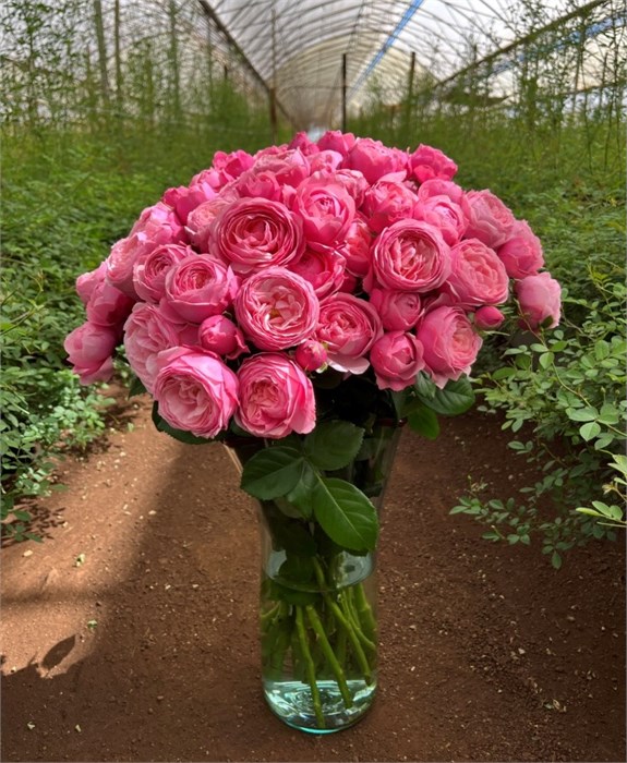 Роза куст-Rosa sp-Silva Pink-52cm-TB 1909508f-9d69-11f0-0a80-0d170000eb2e