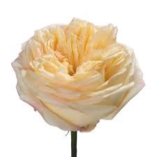 Роза-Rosa-Blush Xpression-50cm-FS 190a2a01-7f26-11f0-0a80-16d30009b1ce